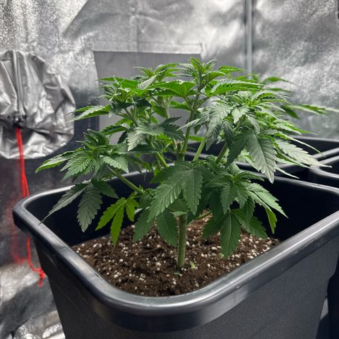 Tropical Tangie  growlog timeline photo