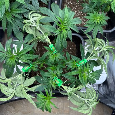 Blue Zushi growlog timeline photo