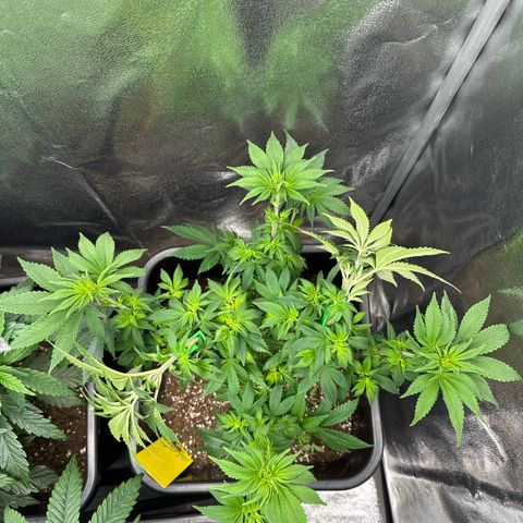 Tropical Tangie  growlog timeline photo