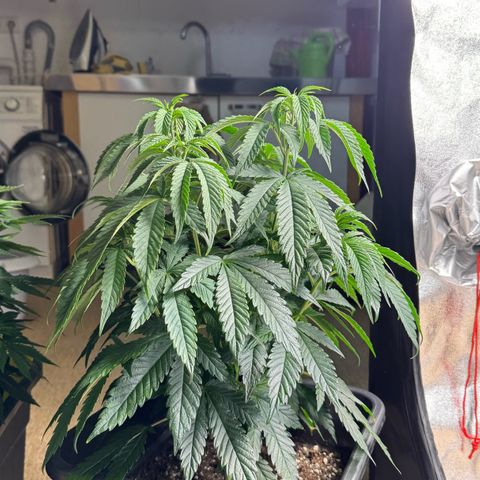 Blue Zushi growlog timeline photo