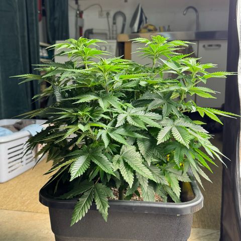 Tropical Tangie  growlog timeline photo