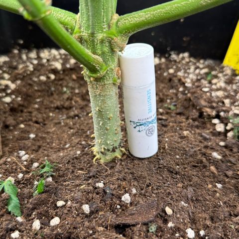 Tropical Tangie  growlog timeline photo