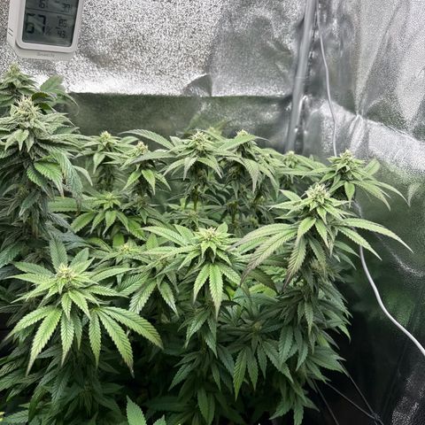 Blue Zushi growlog timeline photo
