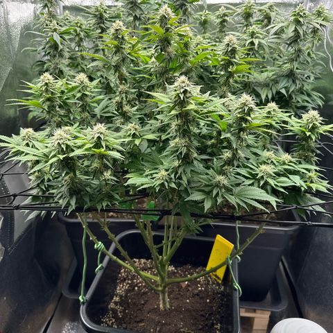 Tropical Tangie  growlog timeline photo