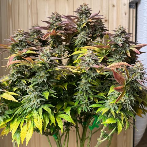 Tropical Tangie  growlog timeline photo
