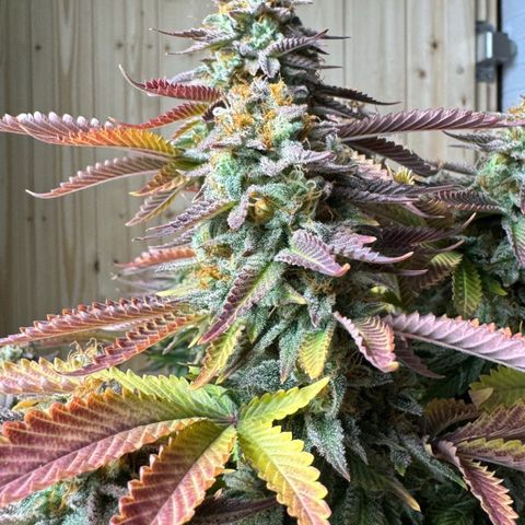 Tropical Tangie  growlog timeline photo