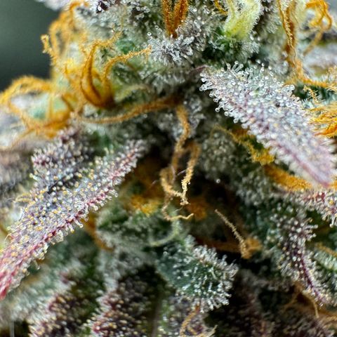 Tropical Tangie  growlog timeline photo