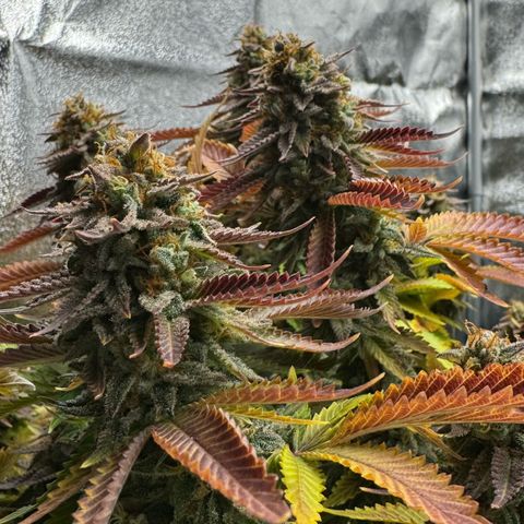 Tropical Tangie  growlog timeline photo