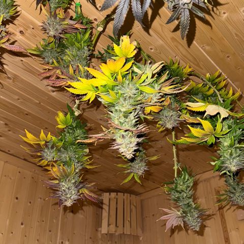 Tropical Tangie  growlog timeline photo