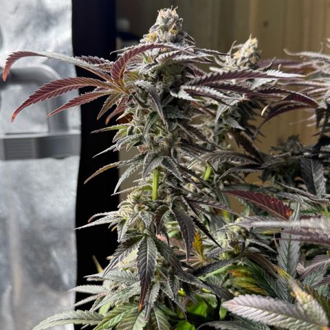 Blue Zushi growlog timeline photo