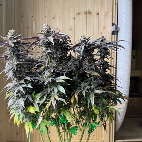 Blue Zushi growlog timeline photo