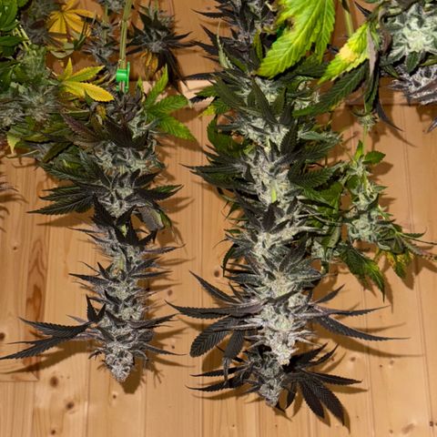 Blue Zushi growlog timeline photo
