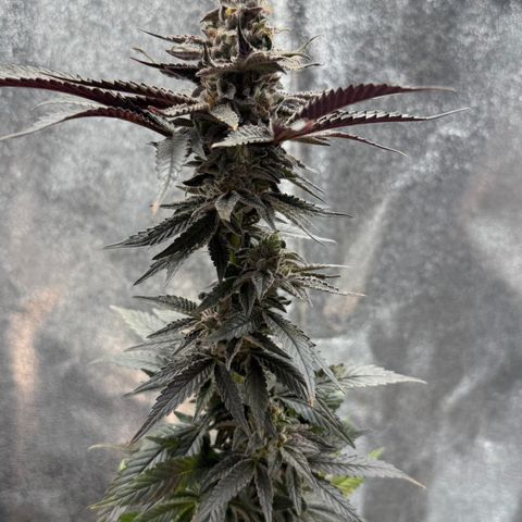 Blue Zushi growlog timeline photo