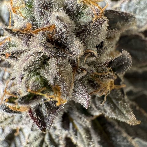 Blue Zushi growlog timeline photo