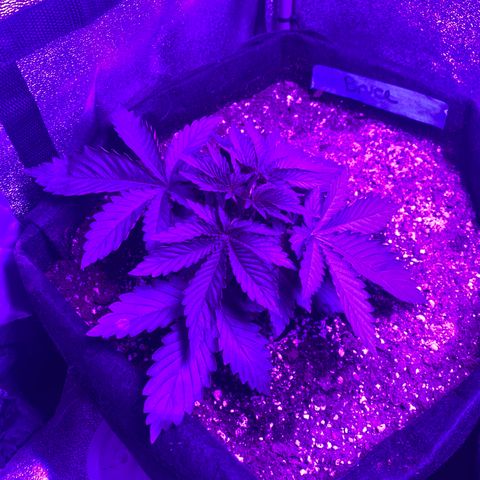 Bruce Banner growlog timeline photo