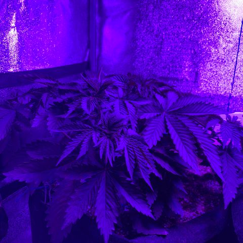 Bruce Banner growlog timeline photo