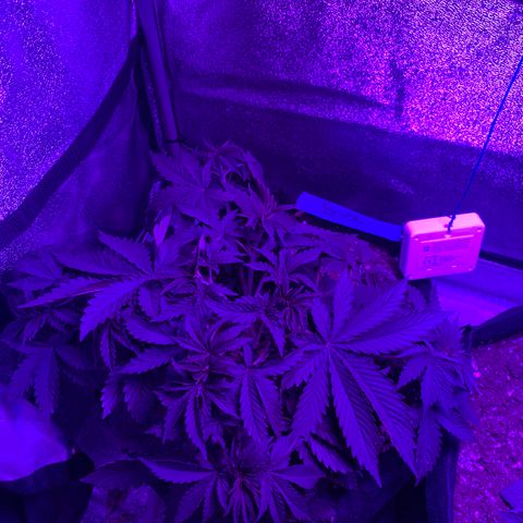 Bruce Banner growlog timeline photo