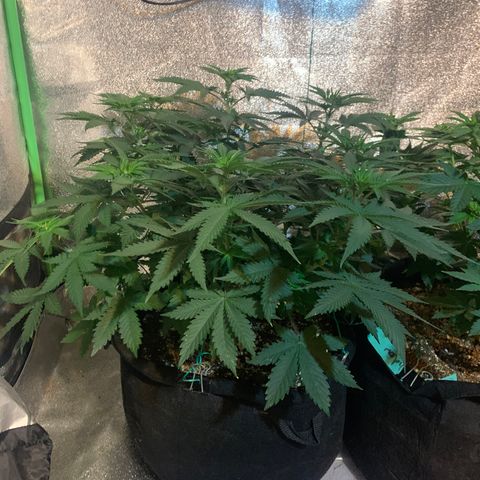 Bruce Banner growlog timeline photo