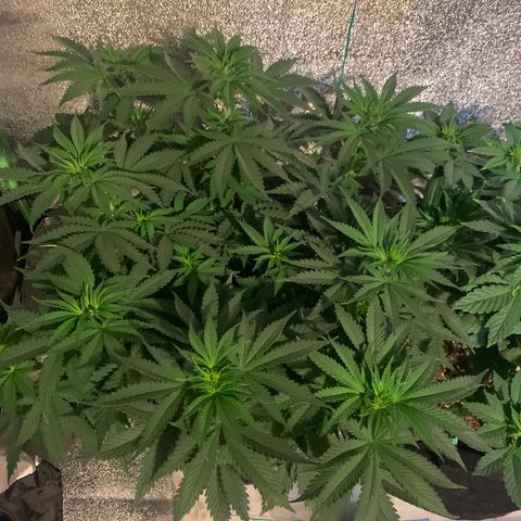 Bruce Banner growlog timeline photo