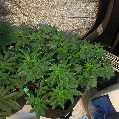 Bruce Banner growlog timeline photo