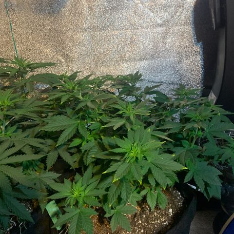 Bruce Banner growlog timeline photo
