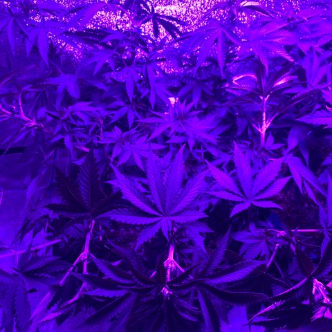 Bruce Banner growlog photo: Super cropped front mains