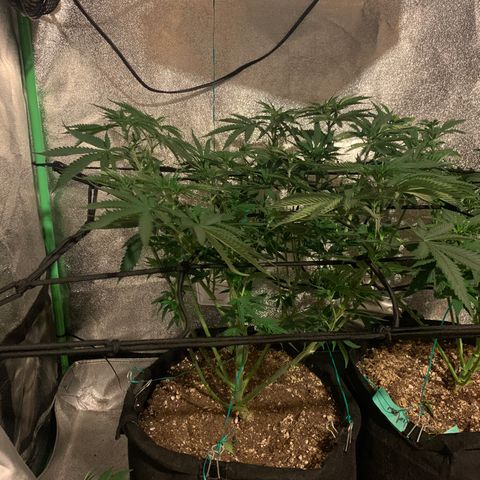 Bruce Banner growlog photo: Preflower defoliation 