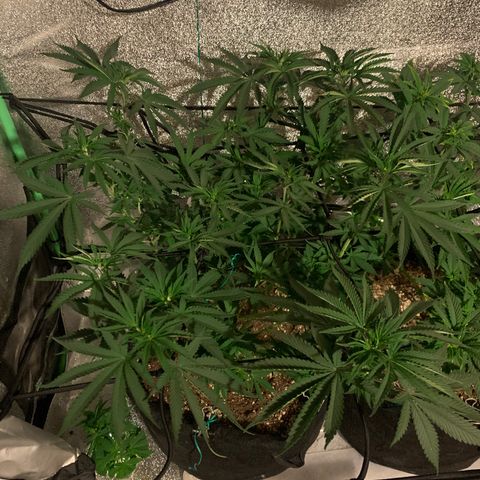 Bruce Banner growlog photo: Preflower defoliation 