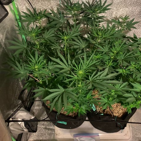 Bruce Banner growlog photo: Flower stretch