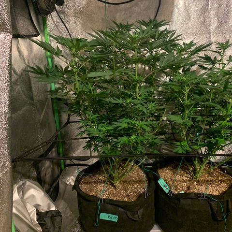 Bruce Banner growlog photo: Flower stretch