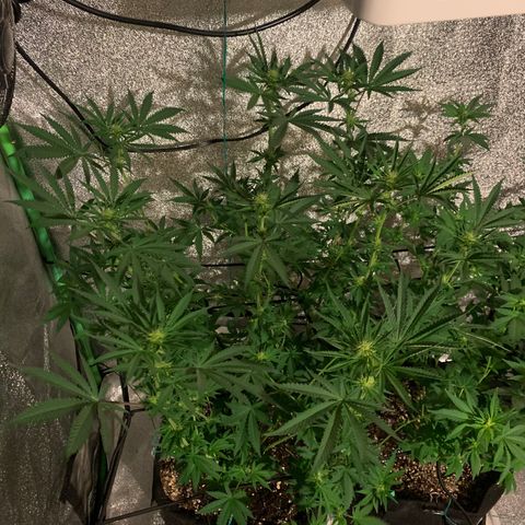 Bruce Banner growlog photo: After defoliation