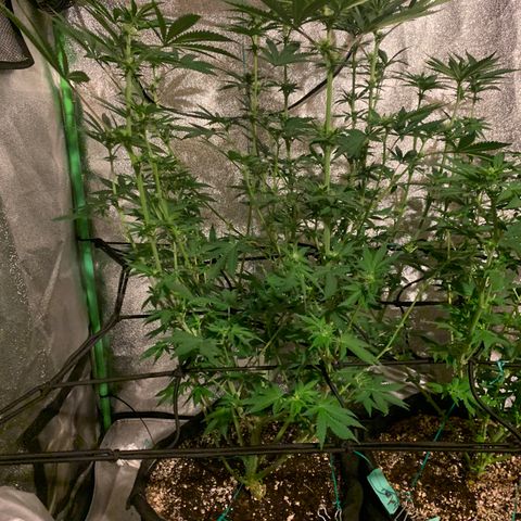 Bruce Banner growlog photo: After defoliation