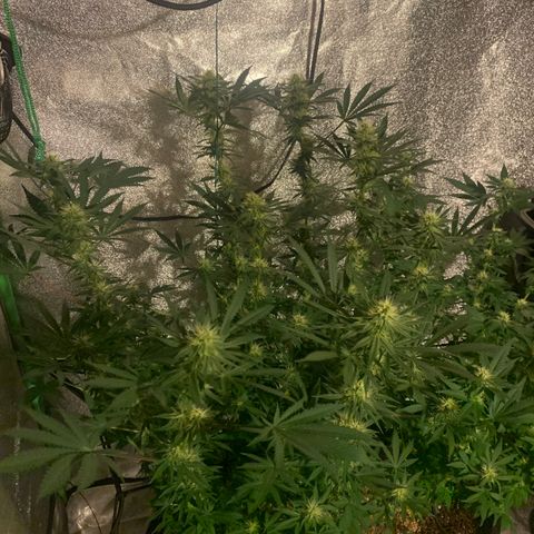 Bruce Banner growlog timeline photo