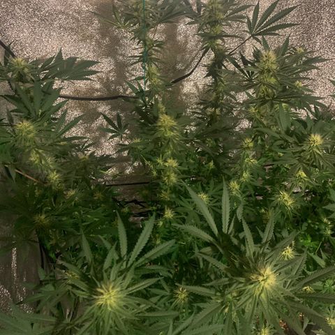 Bruce Banner growlog timeline photo
