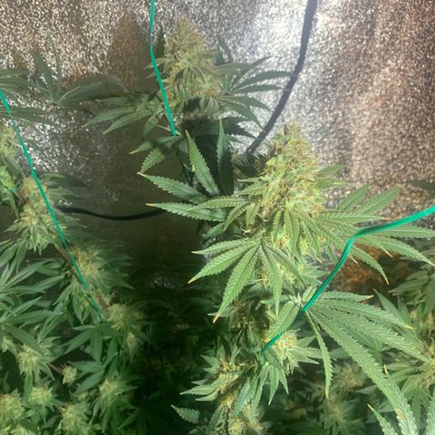 Bruce Banner growlog timeline photo