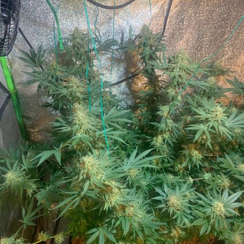 Bruce Banner growlog timeline photo