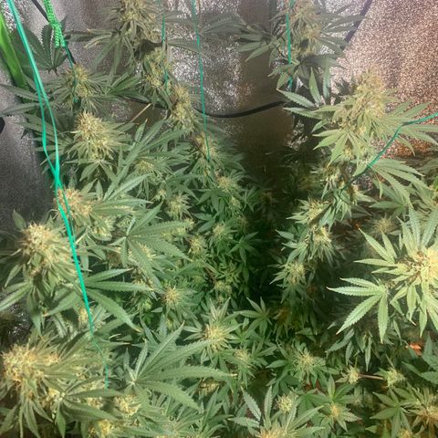 Bruce Banner growlog timeline photo