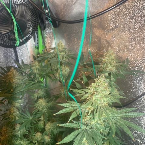 Bruce Banner growlog timeline photo