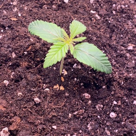 STELLA x Godfather OG growlog photo: Umgetopft in 15L Stofftopf