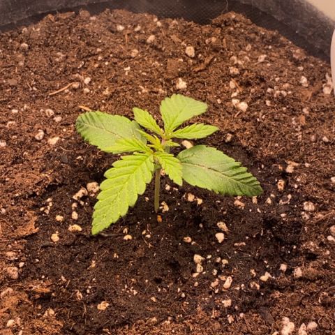 STELLA x Godfather OG growlog timeline photo