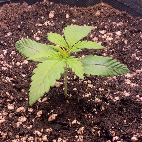 STELLA x Godfather OG growlog timeline photo