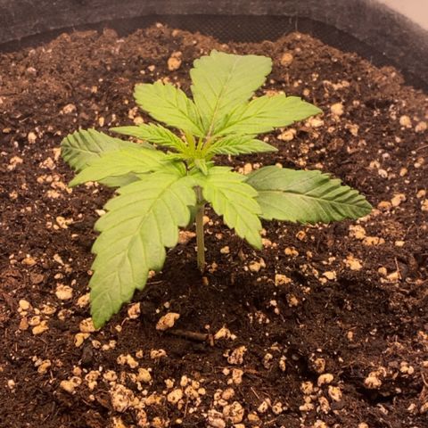 STELLA x Godfather OG growlog timeline photo