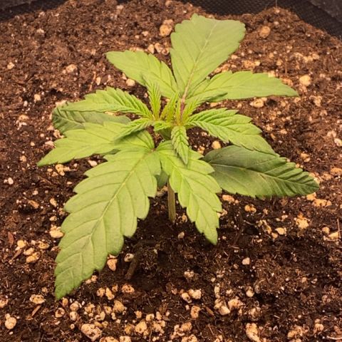 STELLA x Godfather OG growlog timeline photo