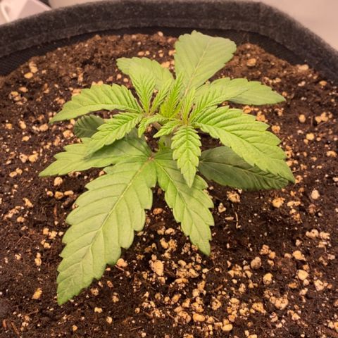 STELLA x Godfather OG growlog timeline photo