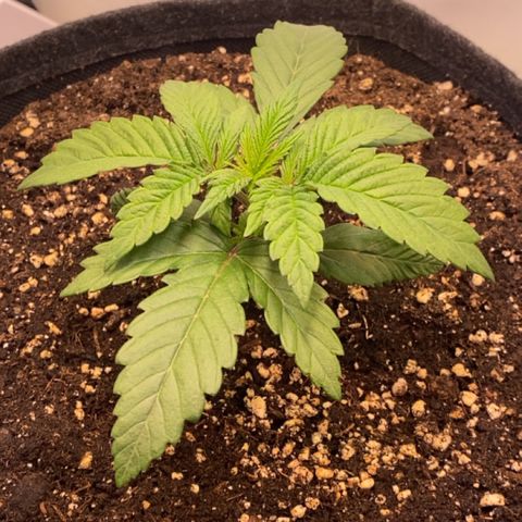 STELLA x Godfather OG growlog timeline photo