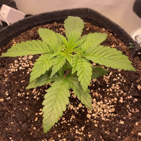 STELLA x Godfather OG growlog timeline photo