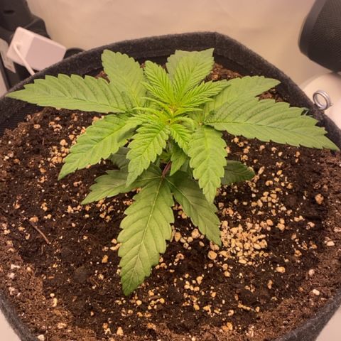 STELLA x Godfather OG growlog timeline photo