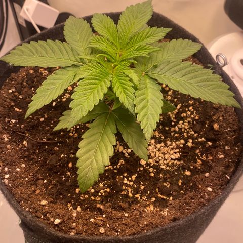 STELLA x Godfather OG growlog timeline photo