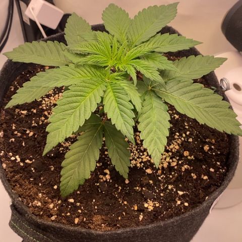 STELLA x Godfather OG growlog timeline photo