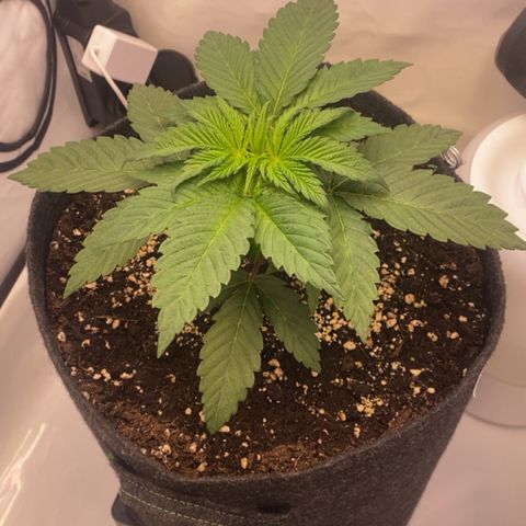 STELLA x Godfather OG growlog timeline photo